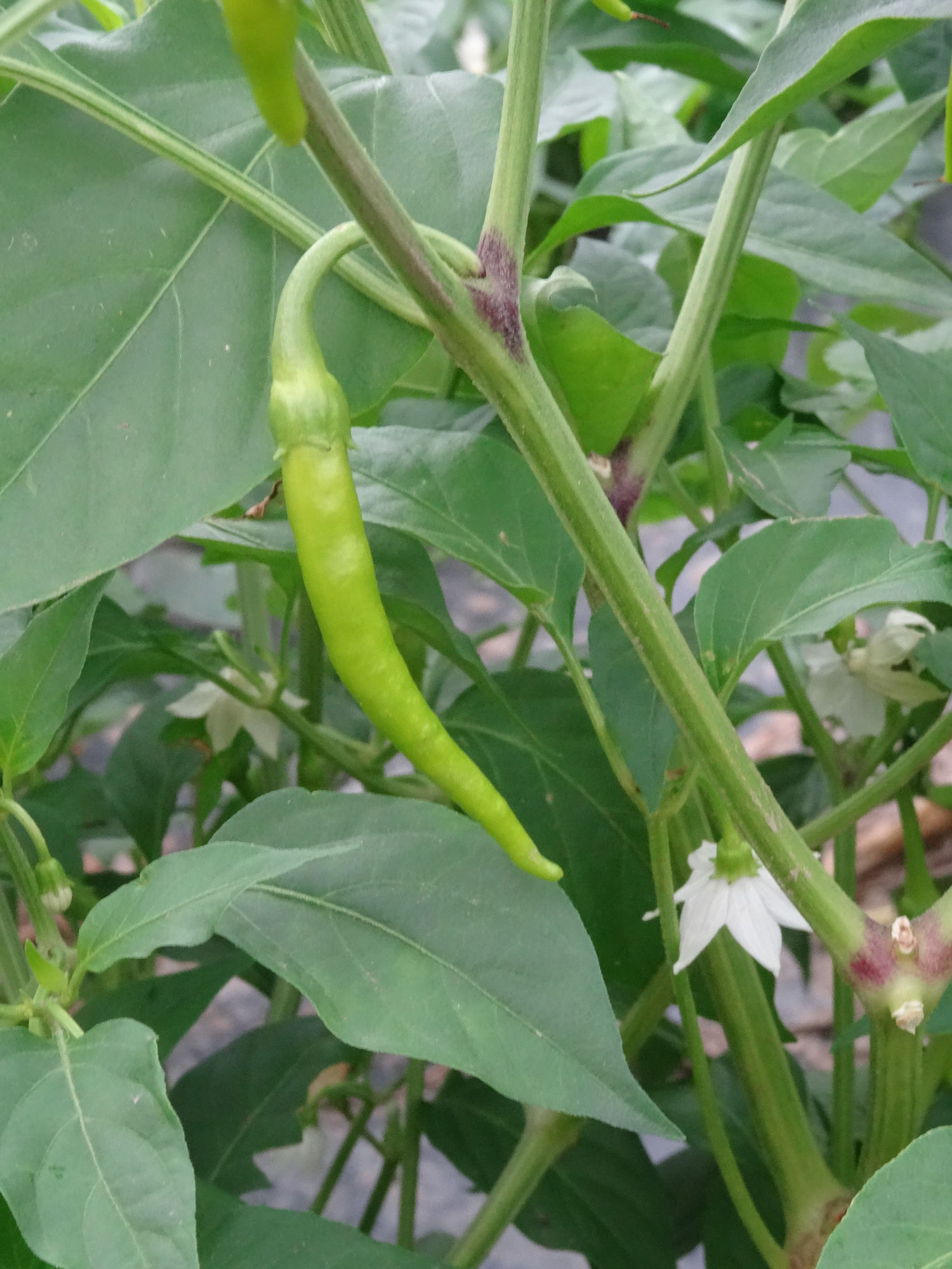 At Agiña we grow Basque peppers organically, with the traditional flavour of the Ibarra piparra variety